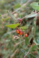 Plancia ëd Chenopodium nutans (R. Br.) S. Fuentes & Borsch