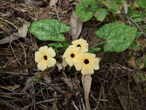 Image of blackeyed Susan vine