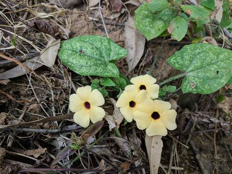 Image of blackeyed Susan vine