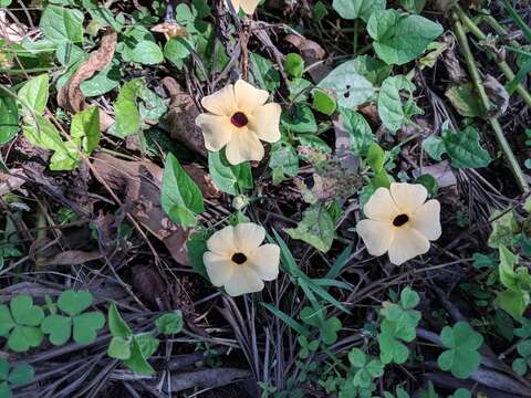 Image of blackeyed Susan vine