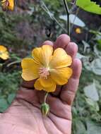 Image of Abutilon persicum (Burm. fil.) Merr.