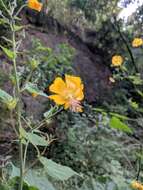 Image of Abutilon persicum (Burm. fil.) Merr.