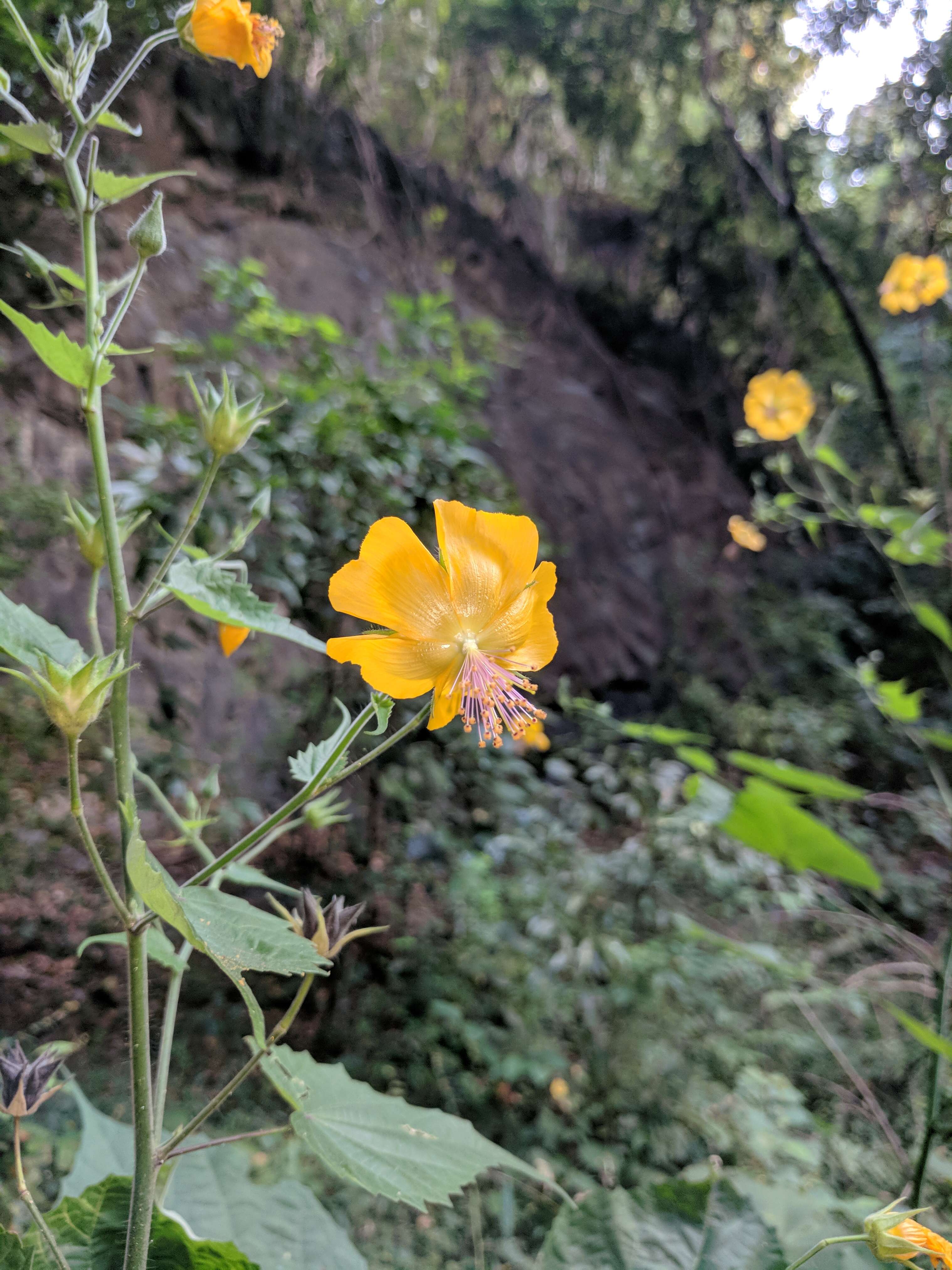 Imagem de Abutilon persicum (Burm. fil.) Merr.