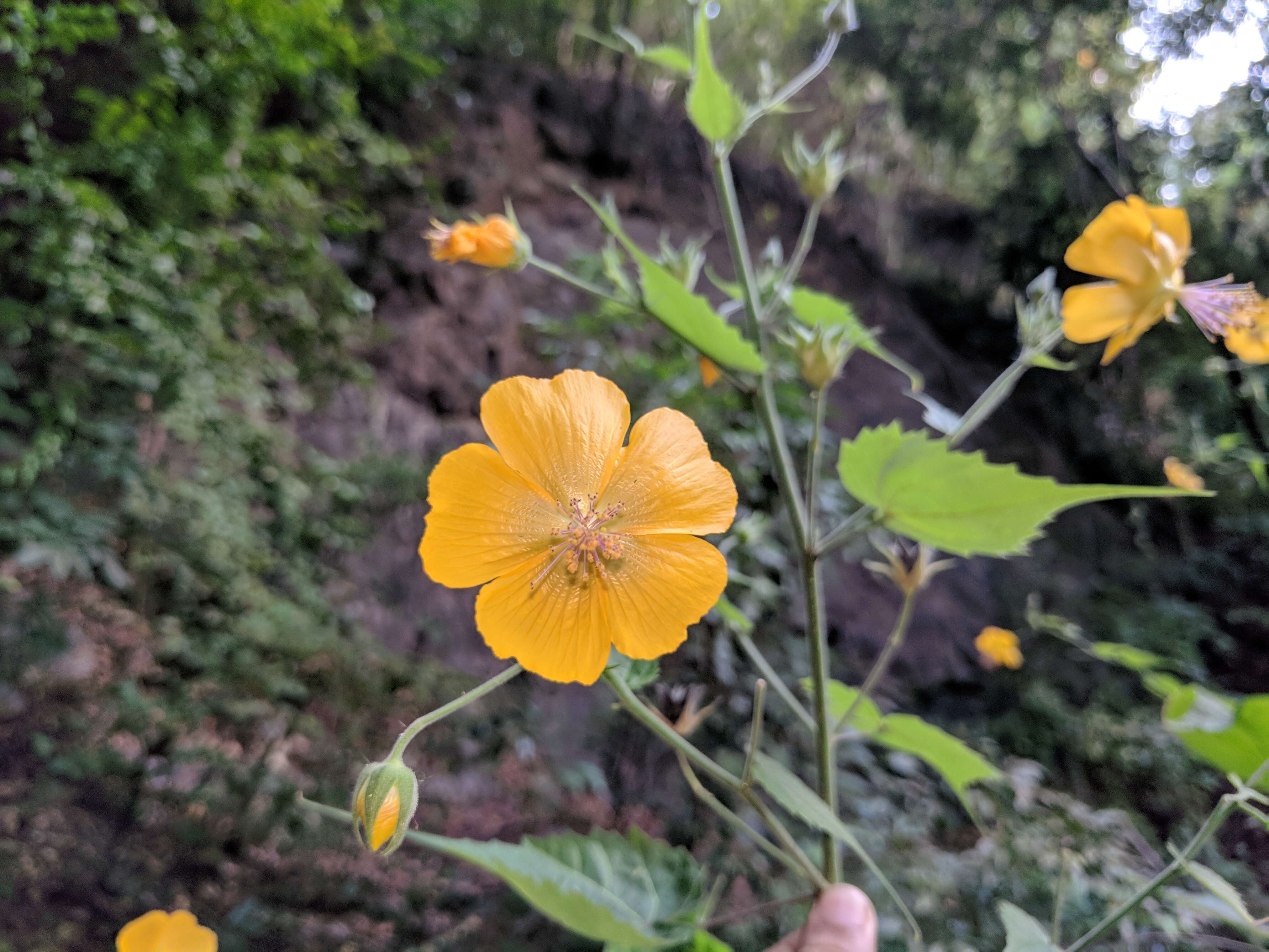 Imagem de Abutilon persicum (Burm. fil.) Merr.