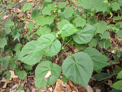 Imagem de Abutilon persicum (Burm. fil.) Merr.