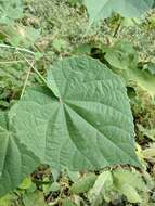 Imagem de Abutilon persicum (Burm. fil.) Merr.