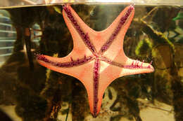 Image of horned seastar