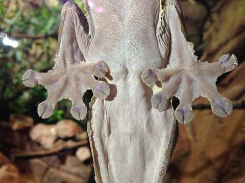 Image of Uroplatus giganteus Glaw, Kosuch, Henkel, Sound & Böhme 2006