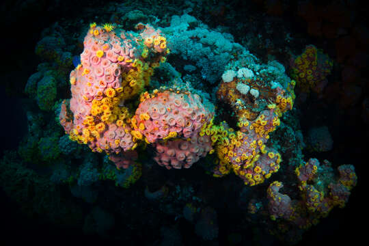 Image of Orange Cup Coral