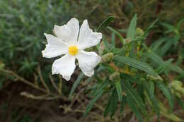 Image of Montpelier cistus