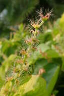 Image de Acalypha wilkesiana Müll. Arg.