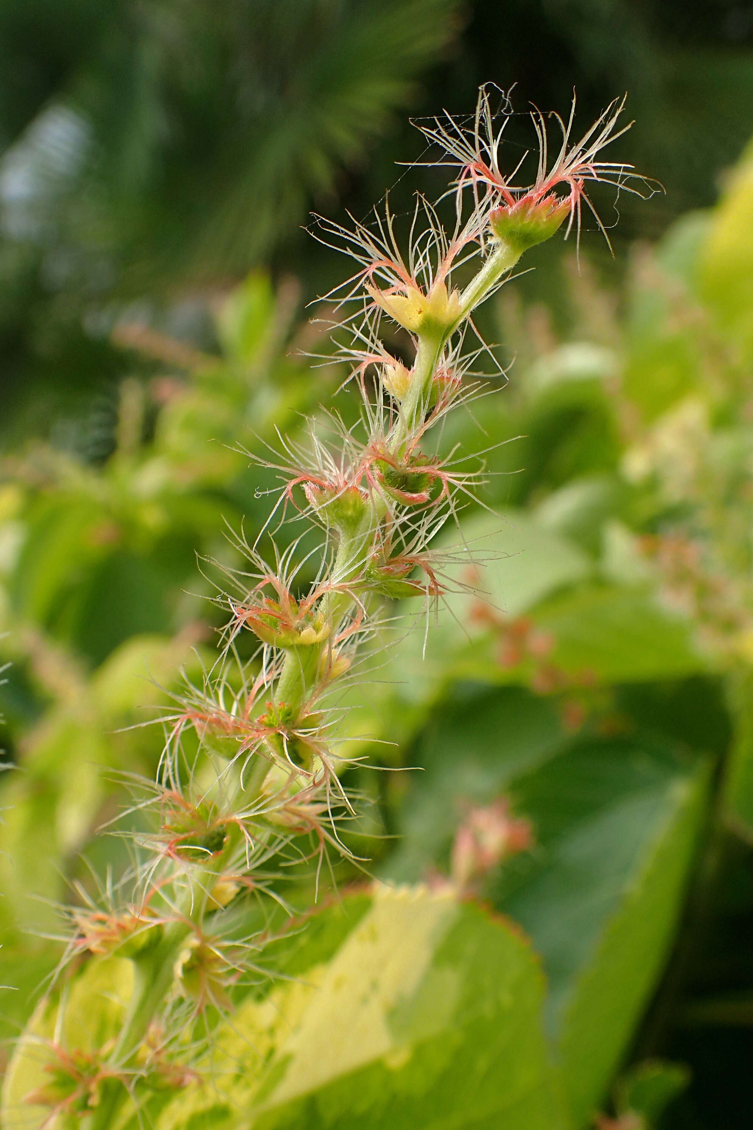 Image de Acalypha wilkesiana Müll. Arg.