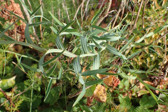 Image of cicercha purpurina