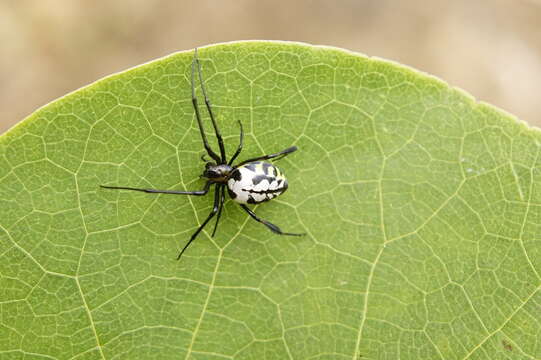 Image of Leucauge