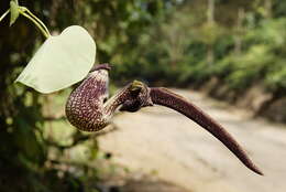 Image de Aristolochia ringens Vahl