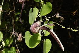 Image de Aristolochia ringens Vahl