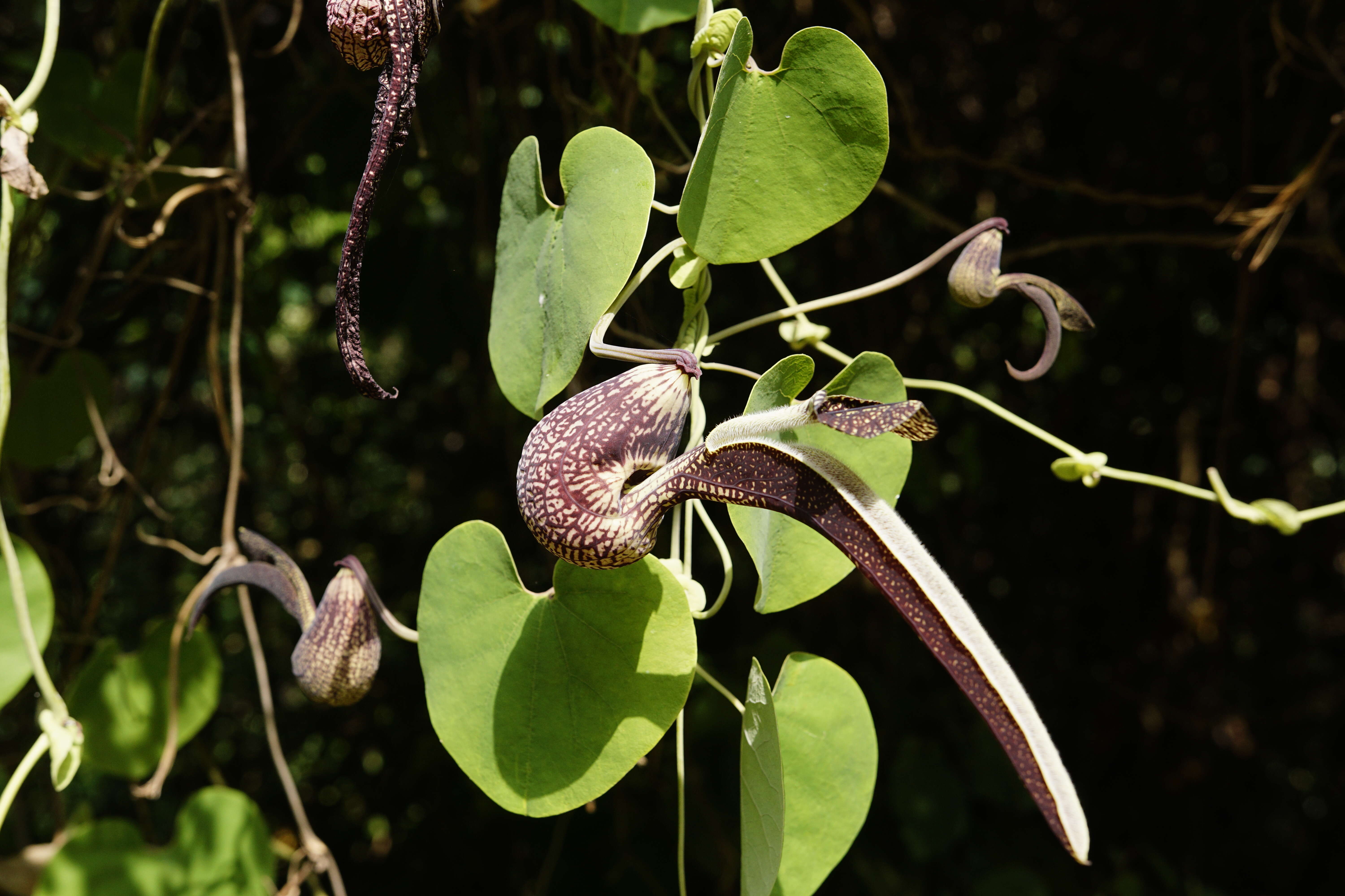 Image de Aristolochia ringens Vahl