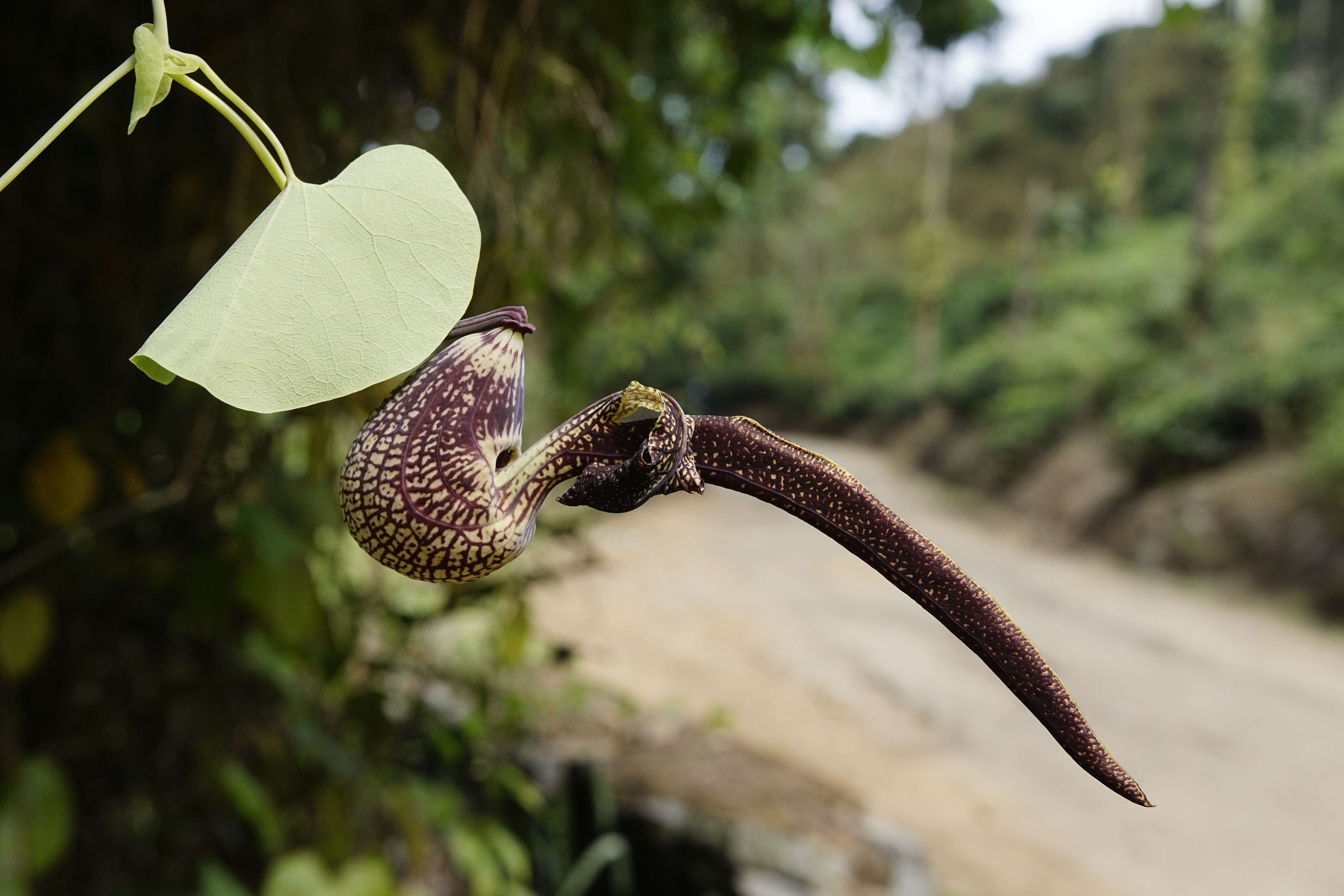 Image de Aristolochia ringens Vahl