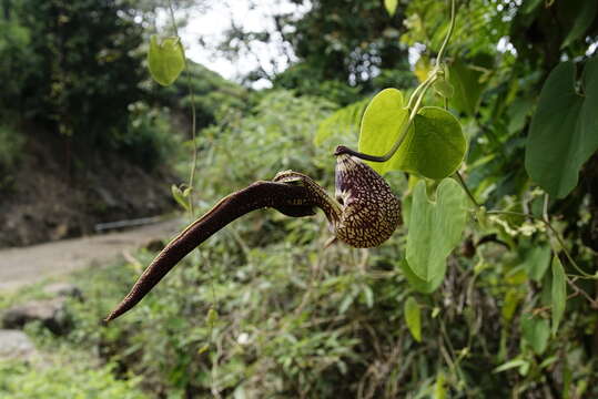 Image de Aristolochia ringens Vahl