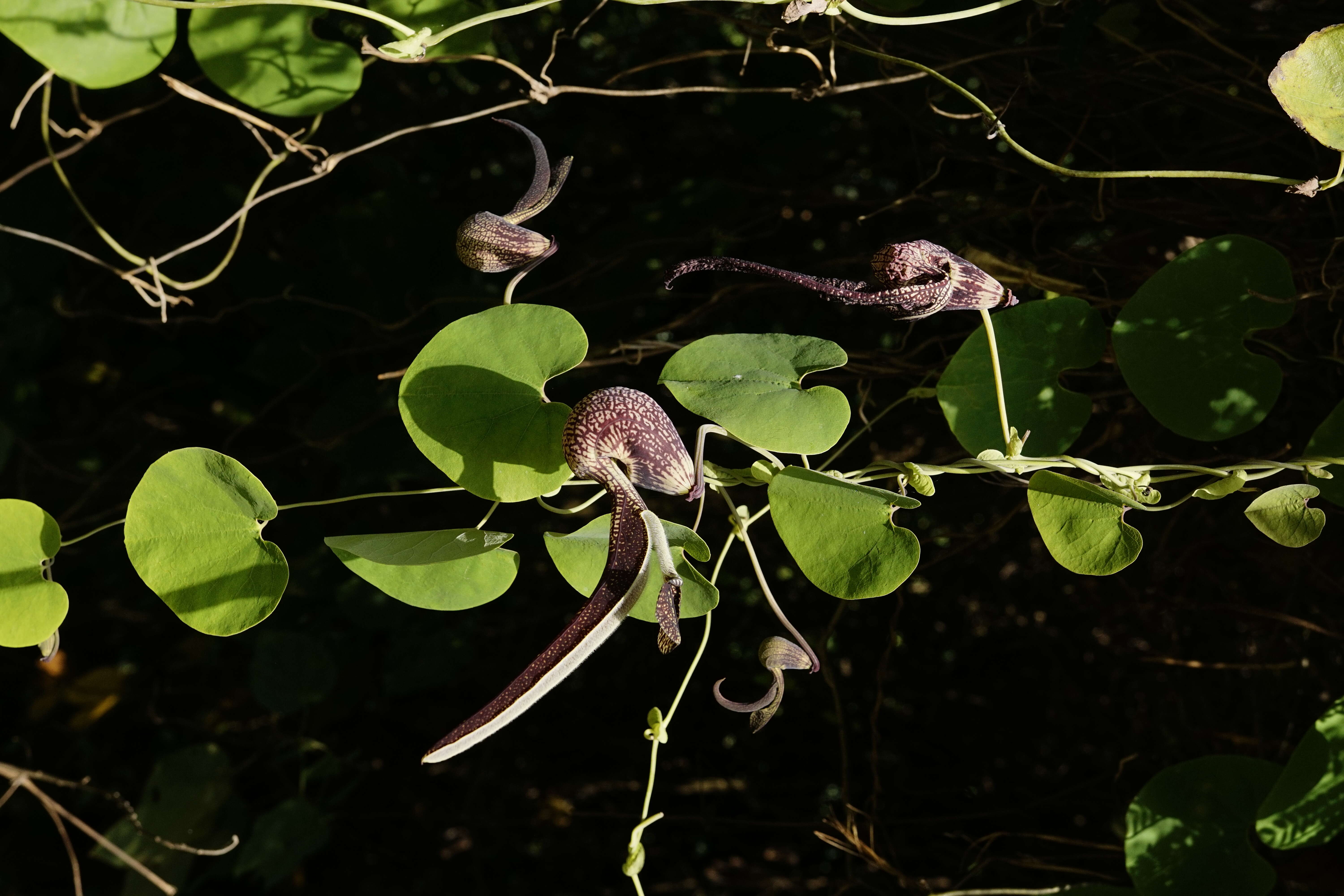 Image de Aristolochia ringens Vahl