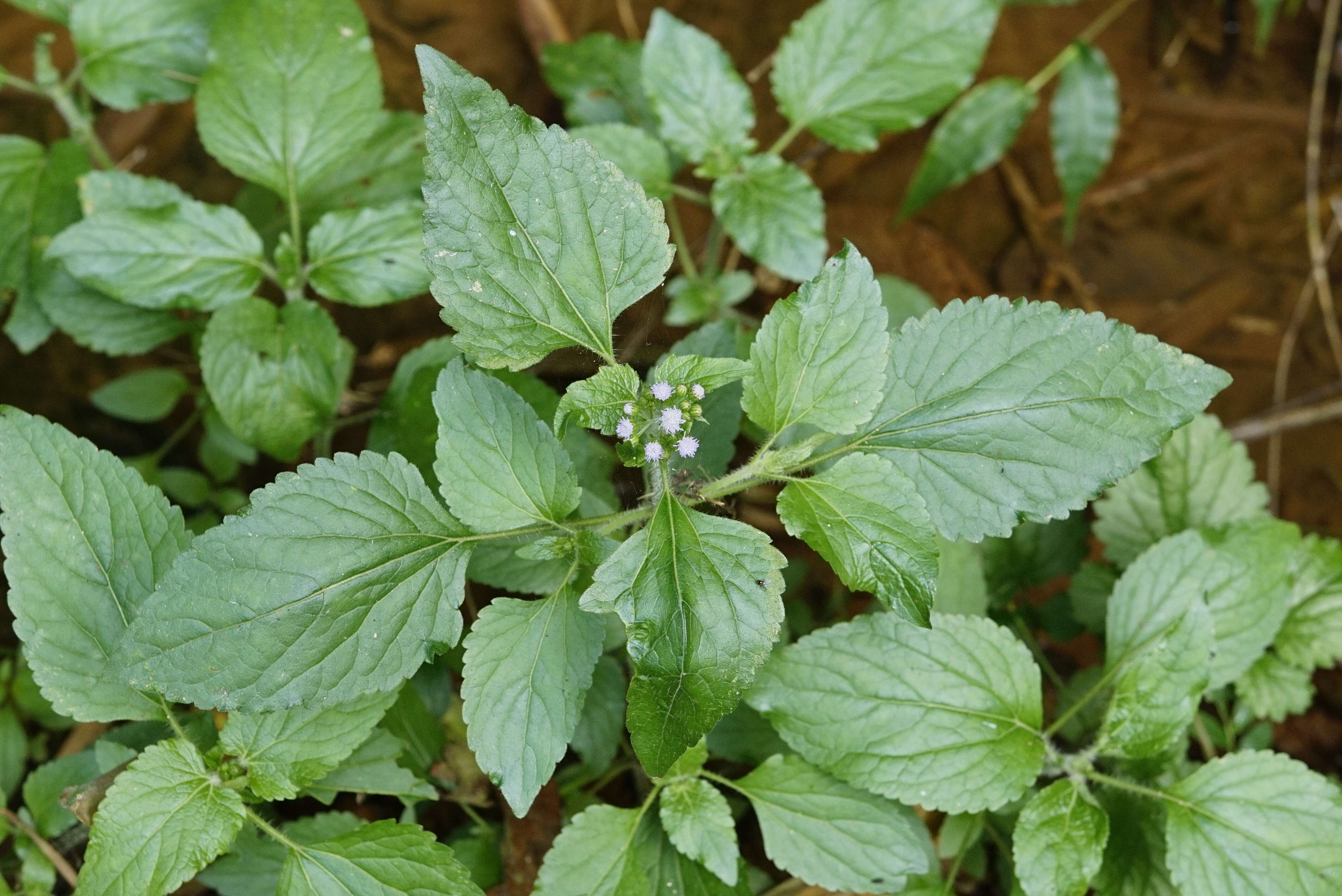 Image of tropical whiteweed