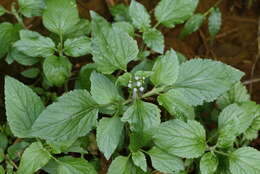 Image of tropical whiteweed