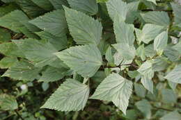 صورة Ageratina adenophora (Spreng.) R. King & H. Rob.