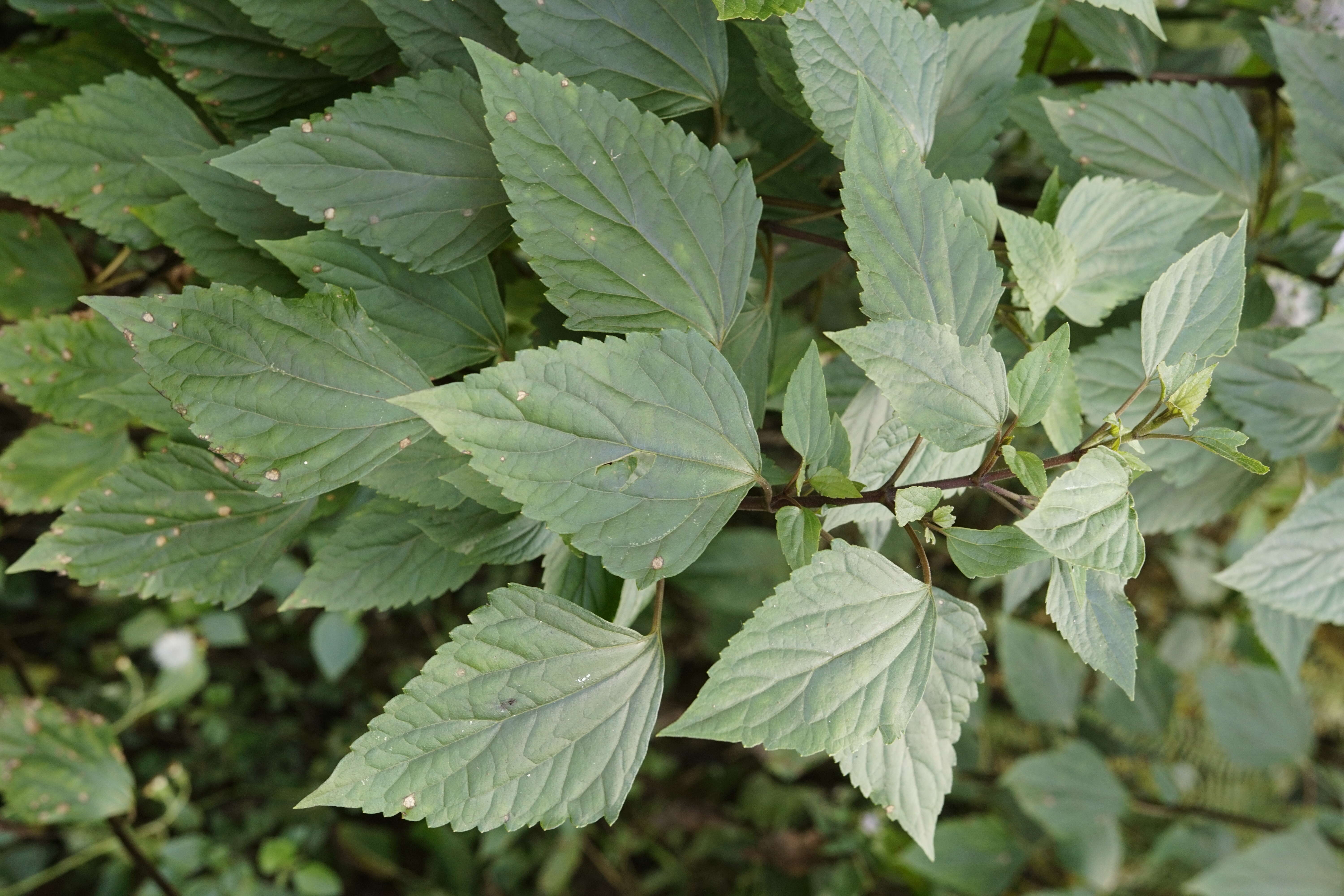 صورة Ageratina adenophora (Spreng.) R. King & H. Rob.