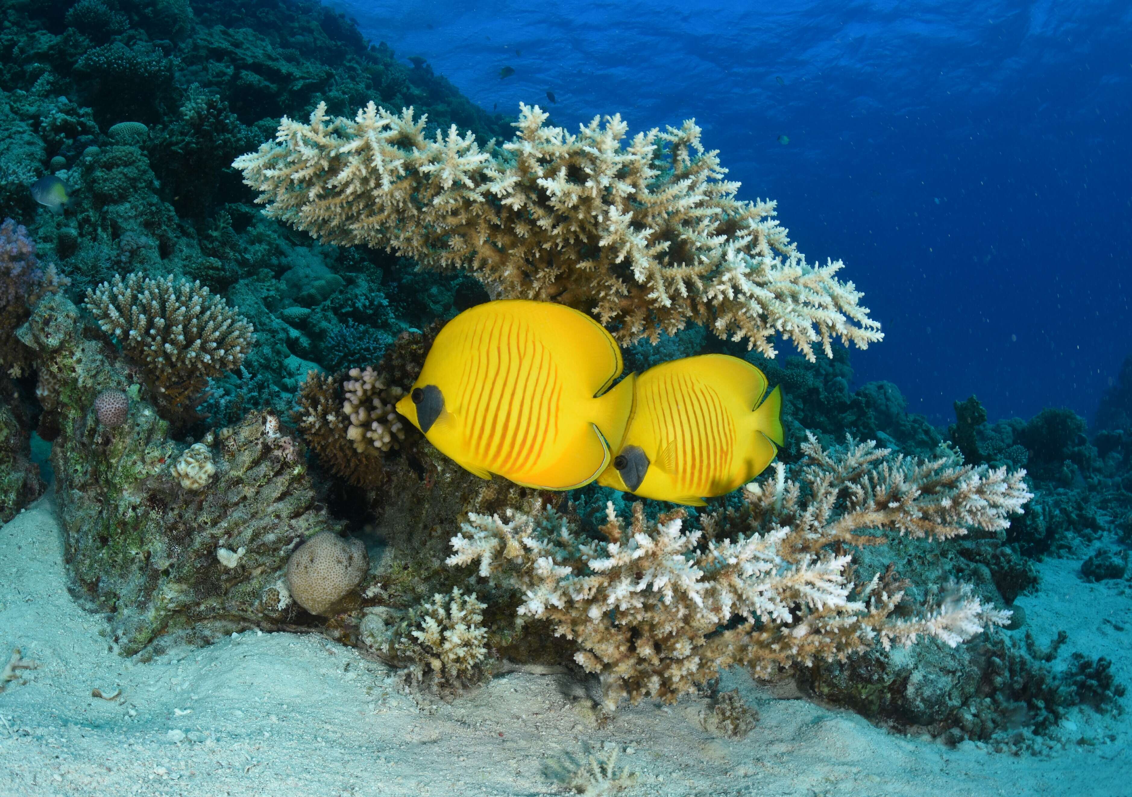 Image of Butterflyfishes