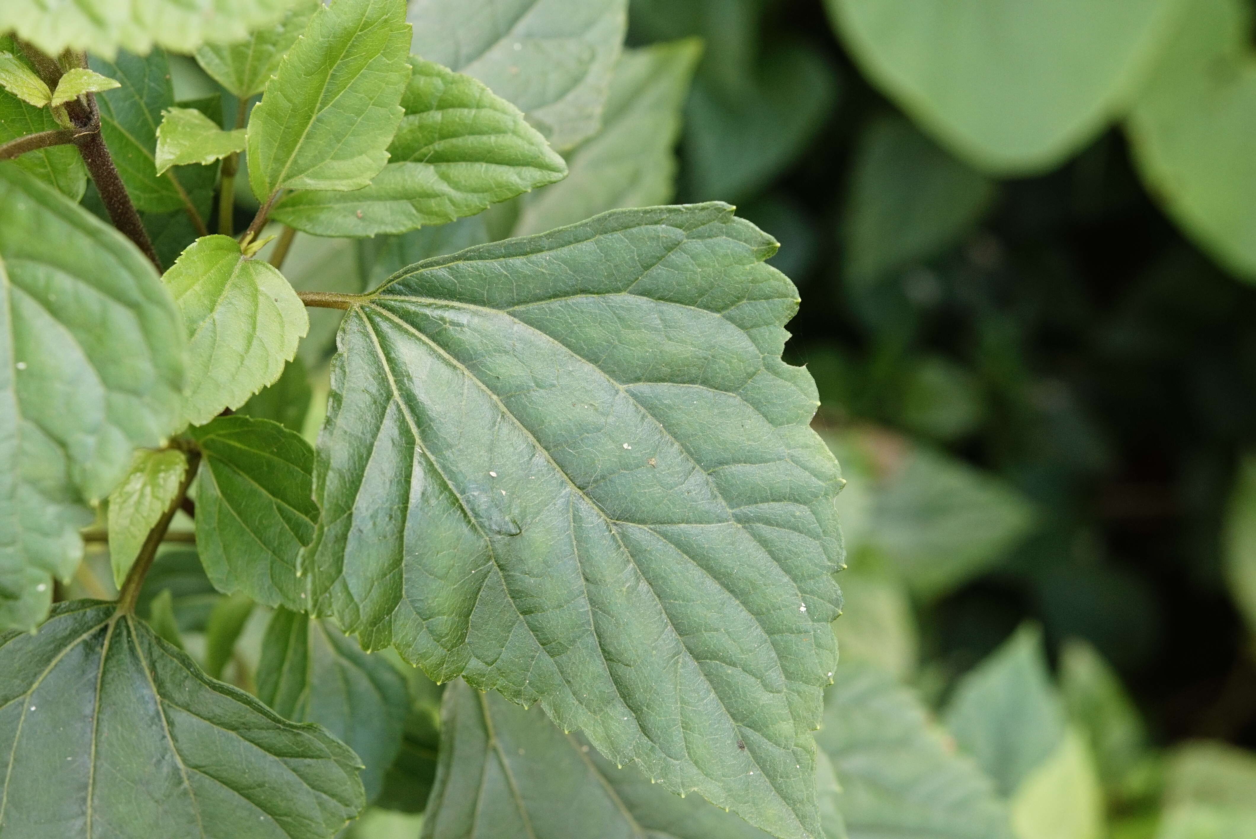 Image of sticky snakeroot