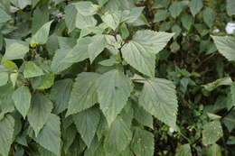 صورة Ageratina adenophora (Spreng.) R. King & H. Rob.