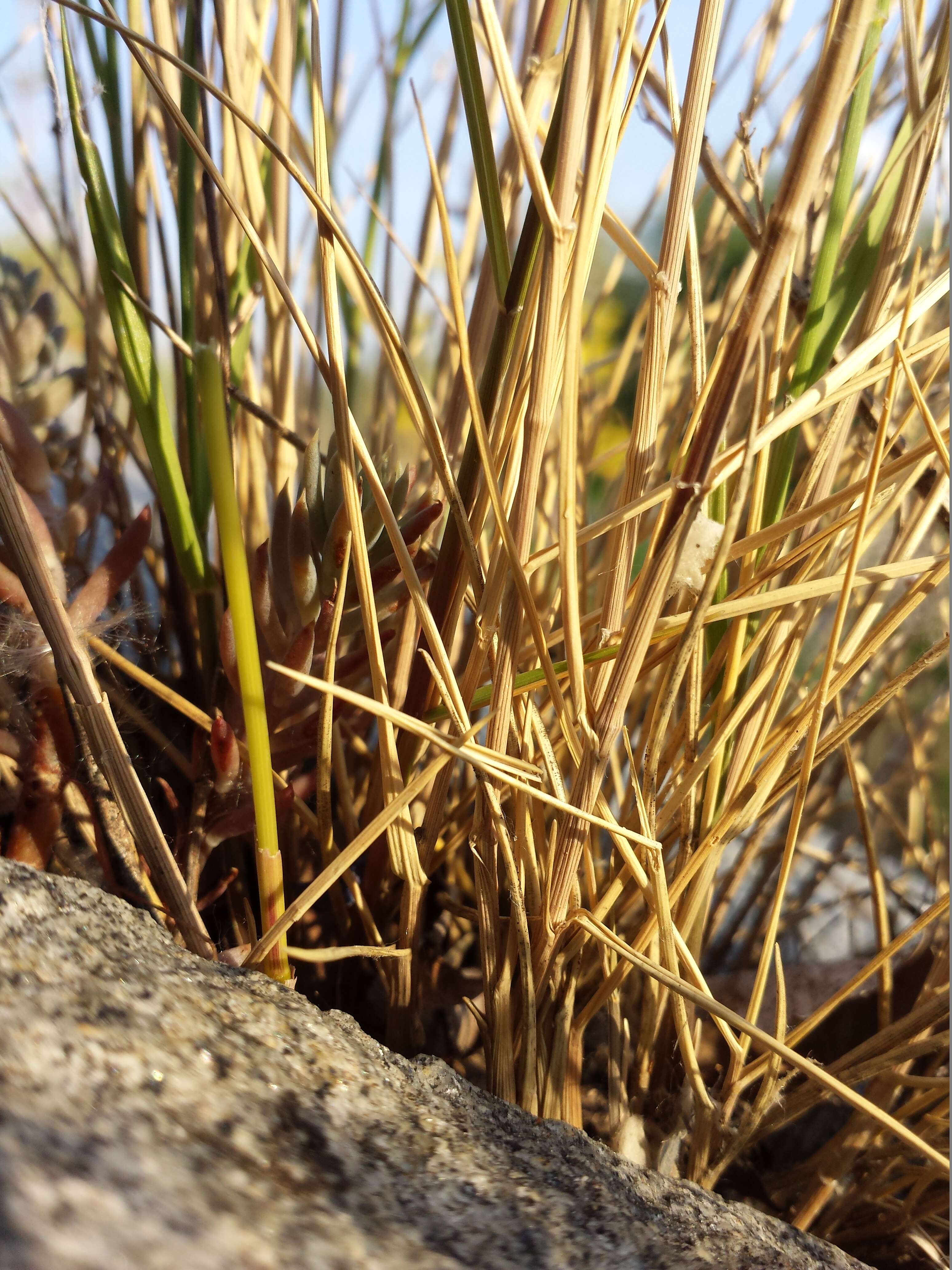 Image de Mélique ciliée