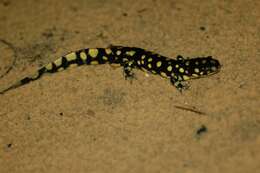 Imagem de Ambystoma tigrinum (Green 1825)