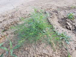 Image of Prickly Russian-Thistle