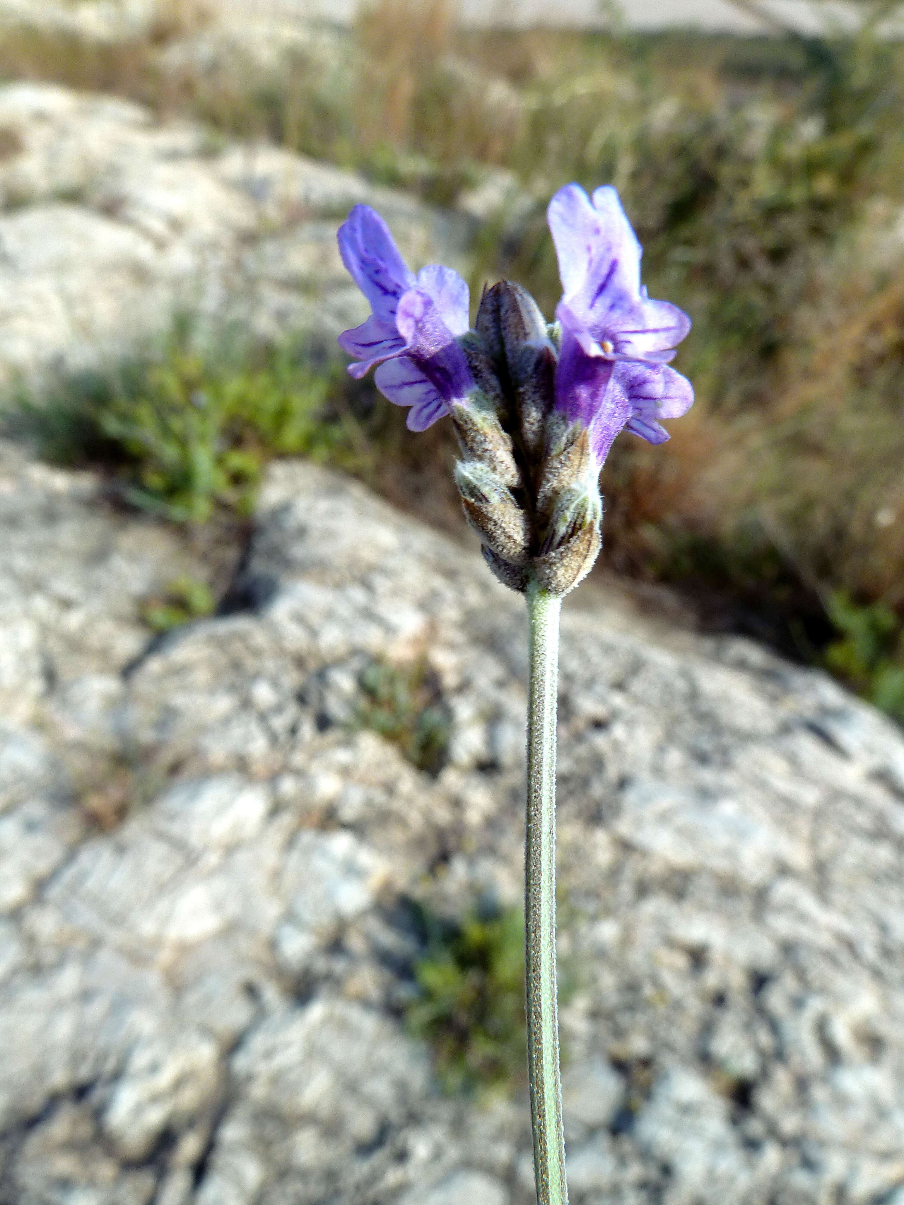 Image of Lavandula multifida L.