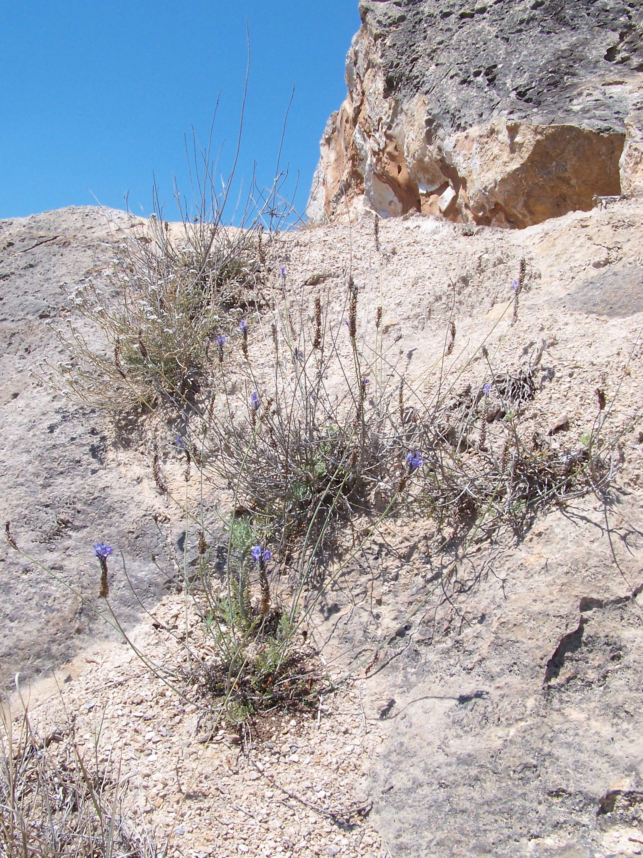 Image of Lavandula multifida L.