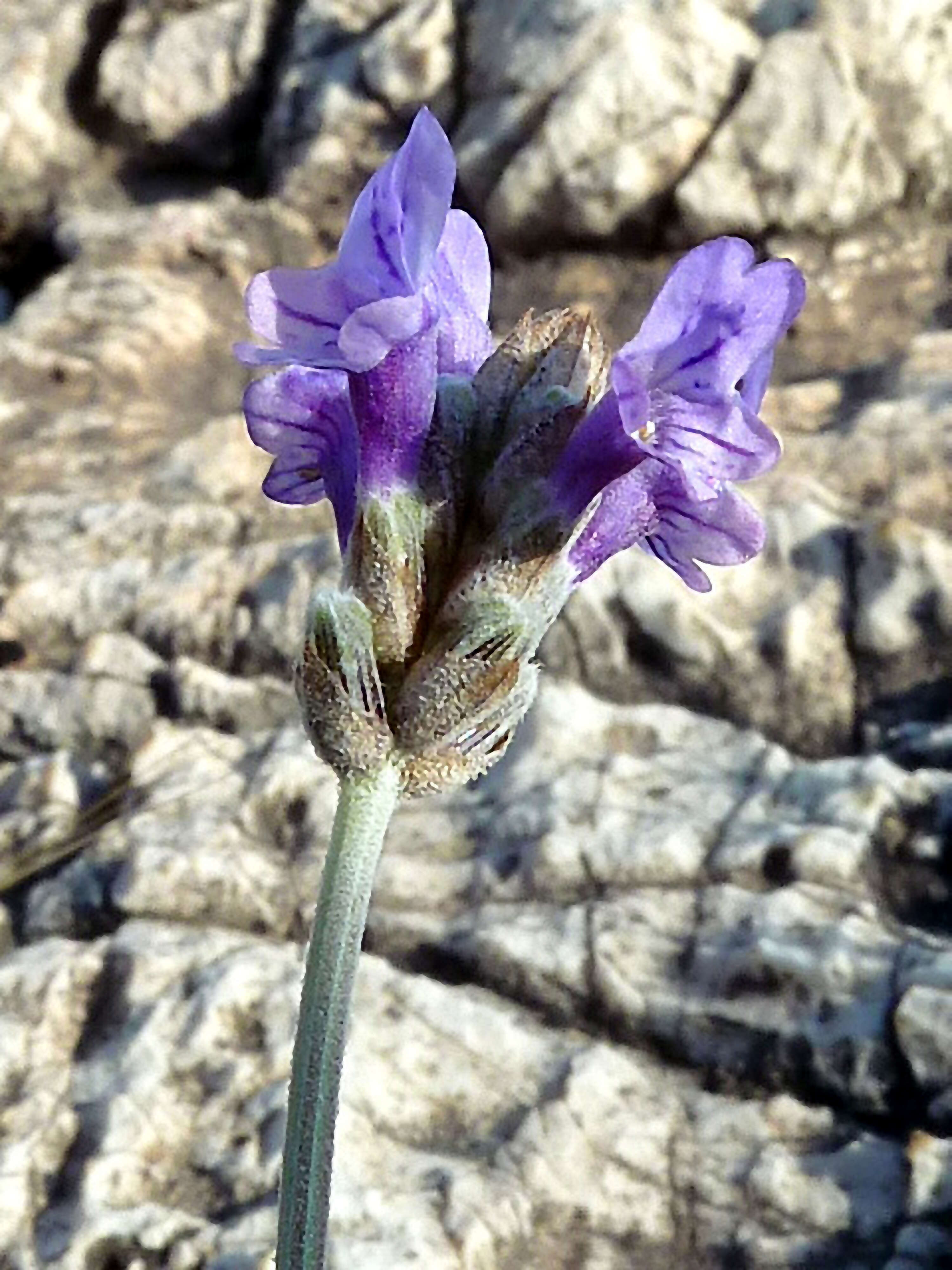 Image of Lavandula multifida L.