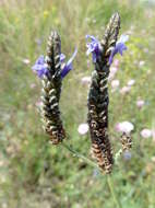 Image of Lavandula multifida L.