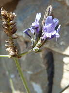 Image of Lavandula multifida L.