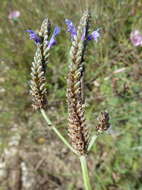 Image of Lavandula multifida L.