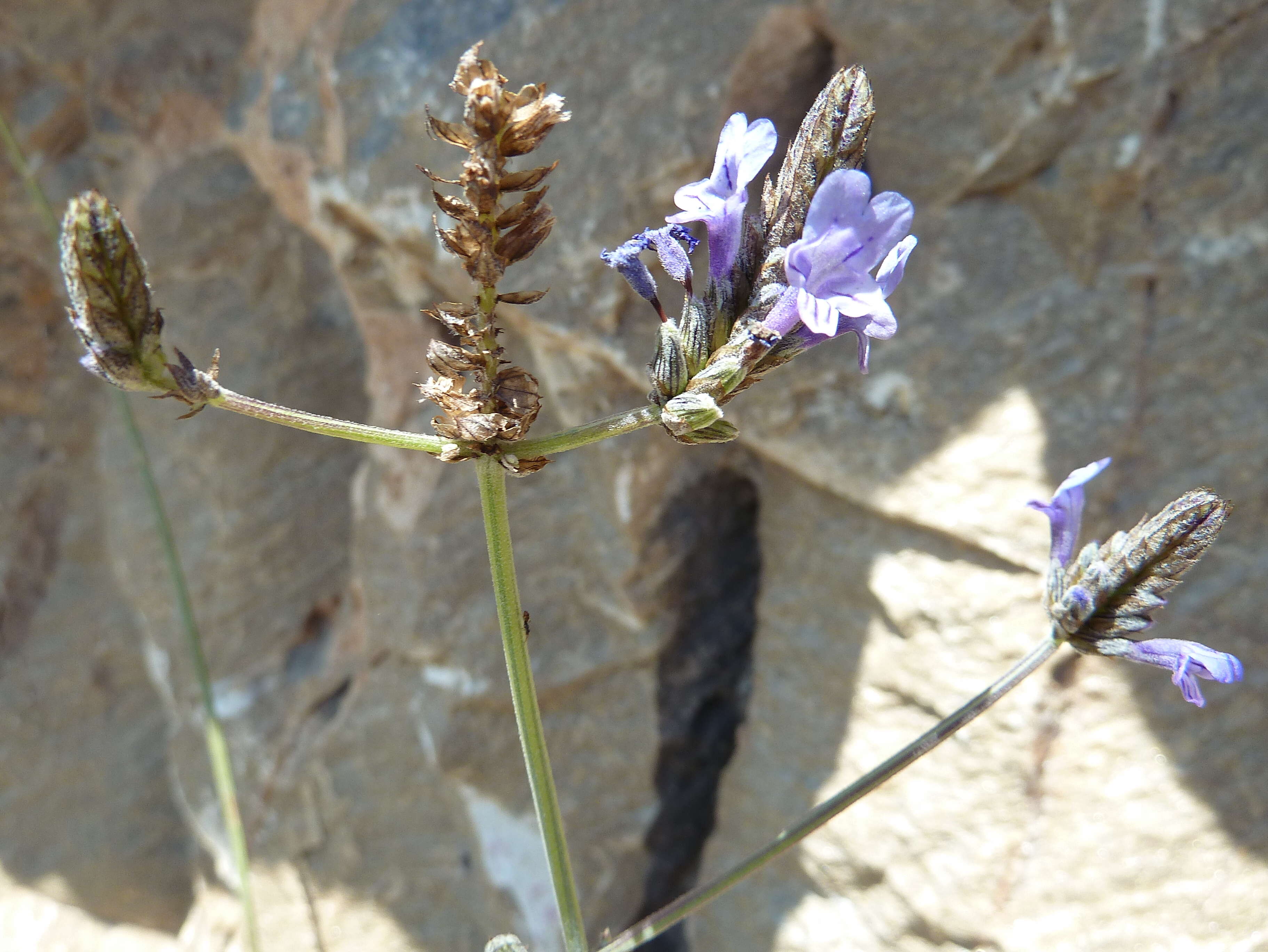 Image of Lavandula multifida L.