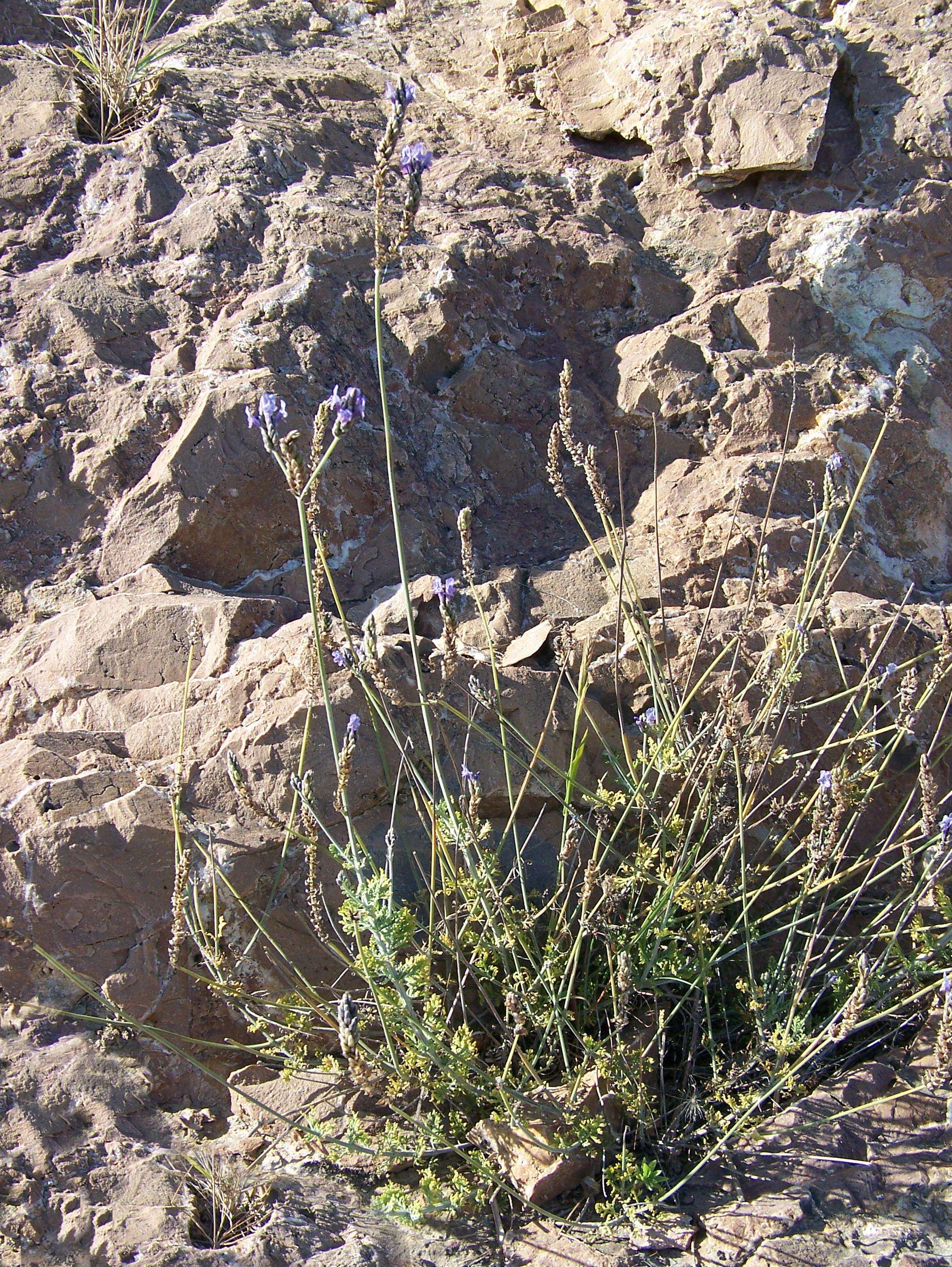 Image of Lavandula multifida L.