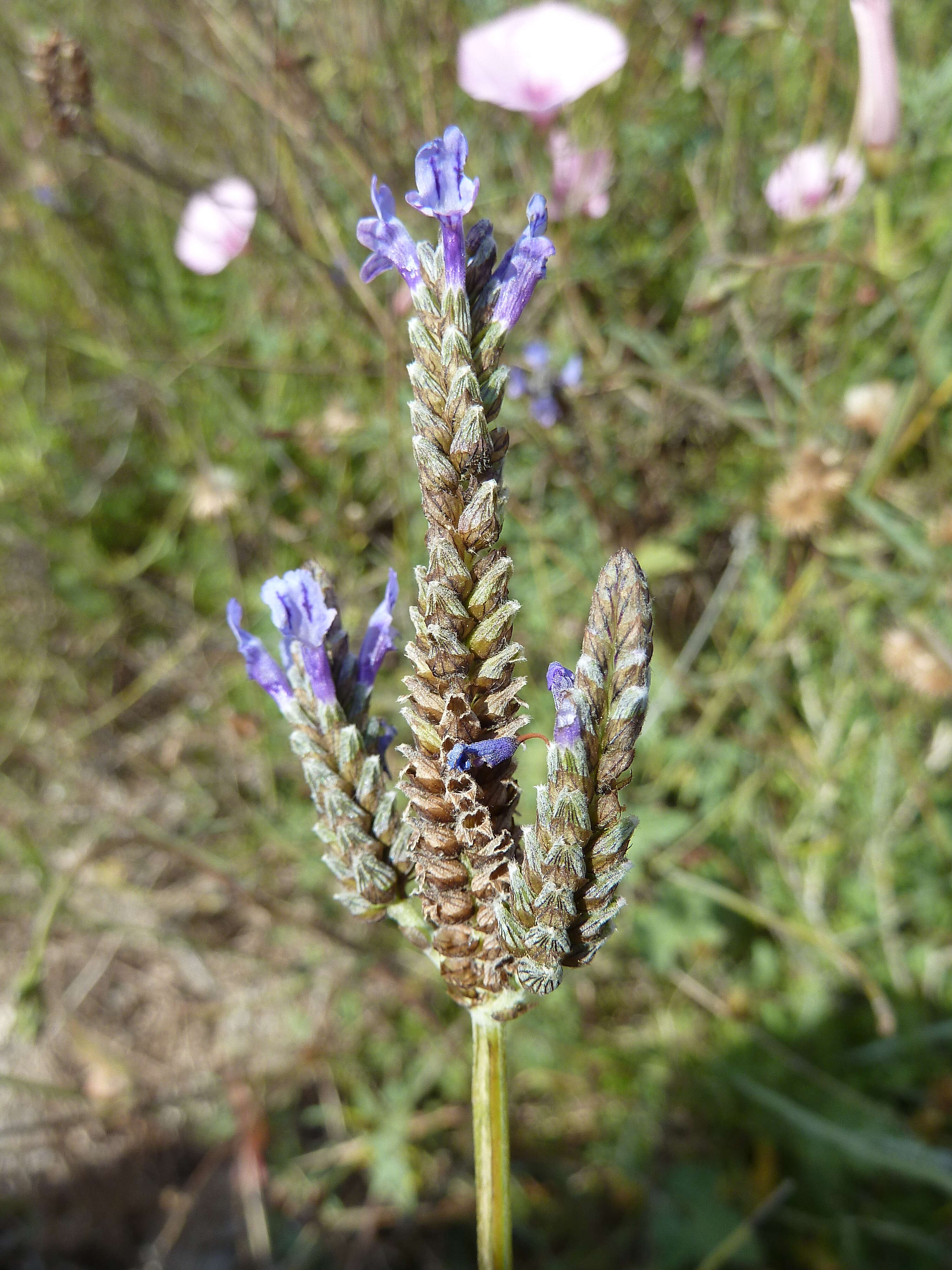 Image of Lavandula multifida L.