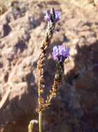 Image of Lavandula multifida L.