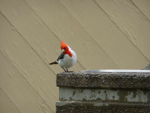 Image of Red-crested Cardinal