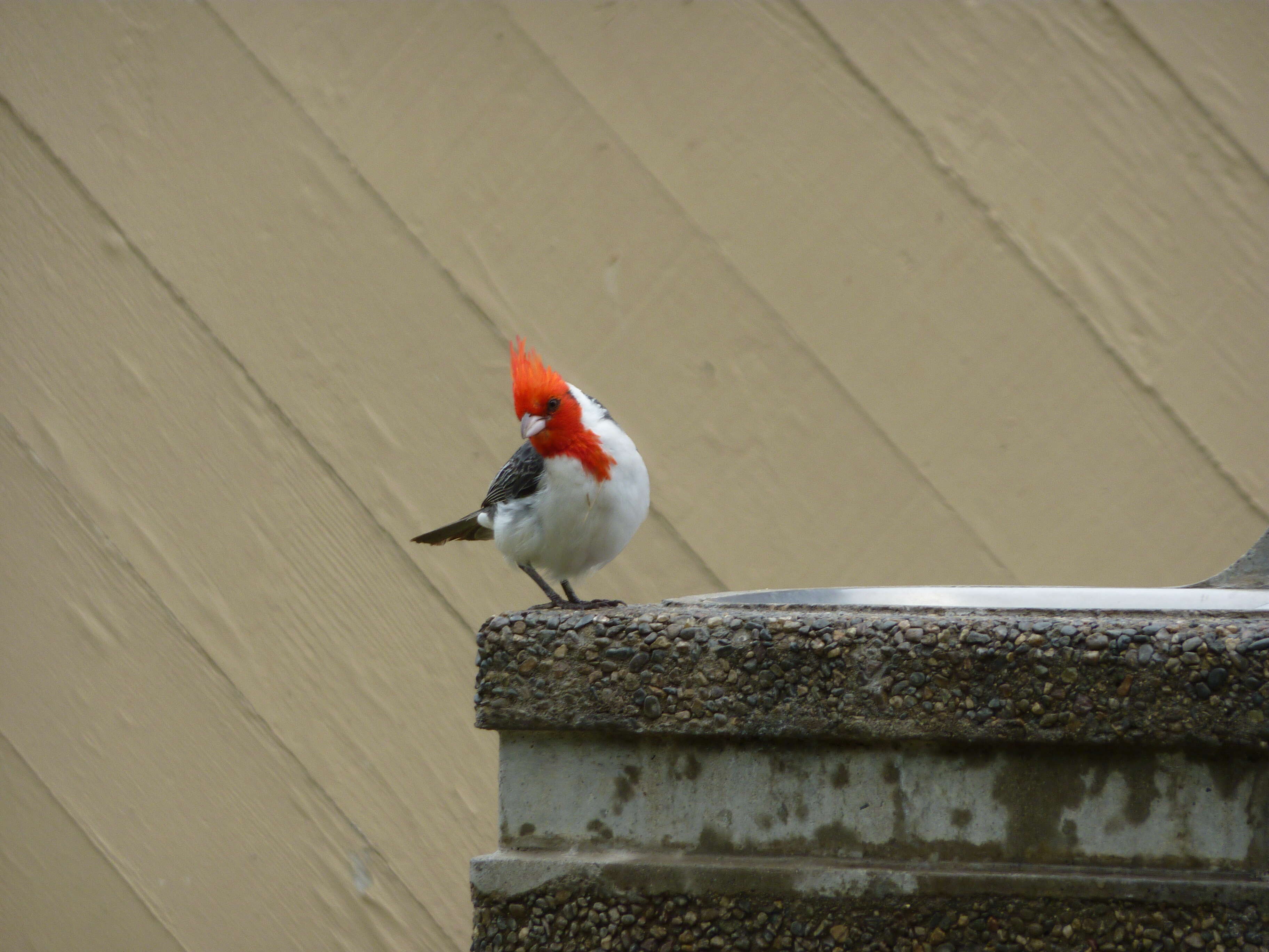 Image of Red-crested Cardinal