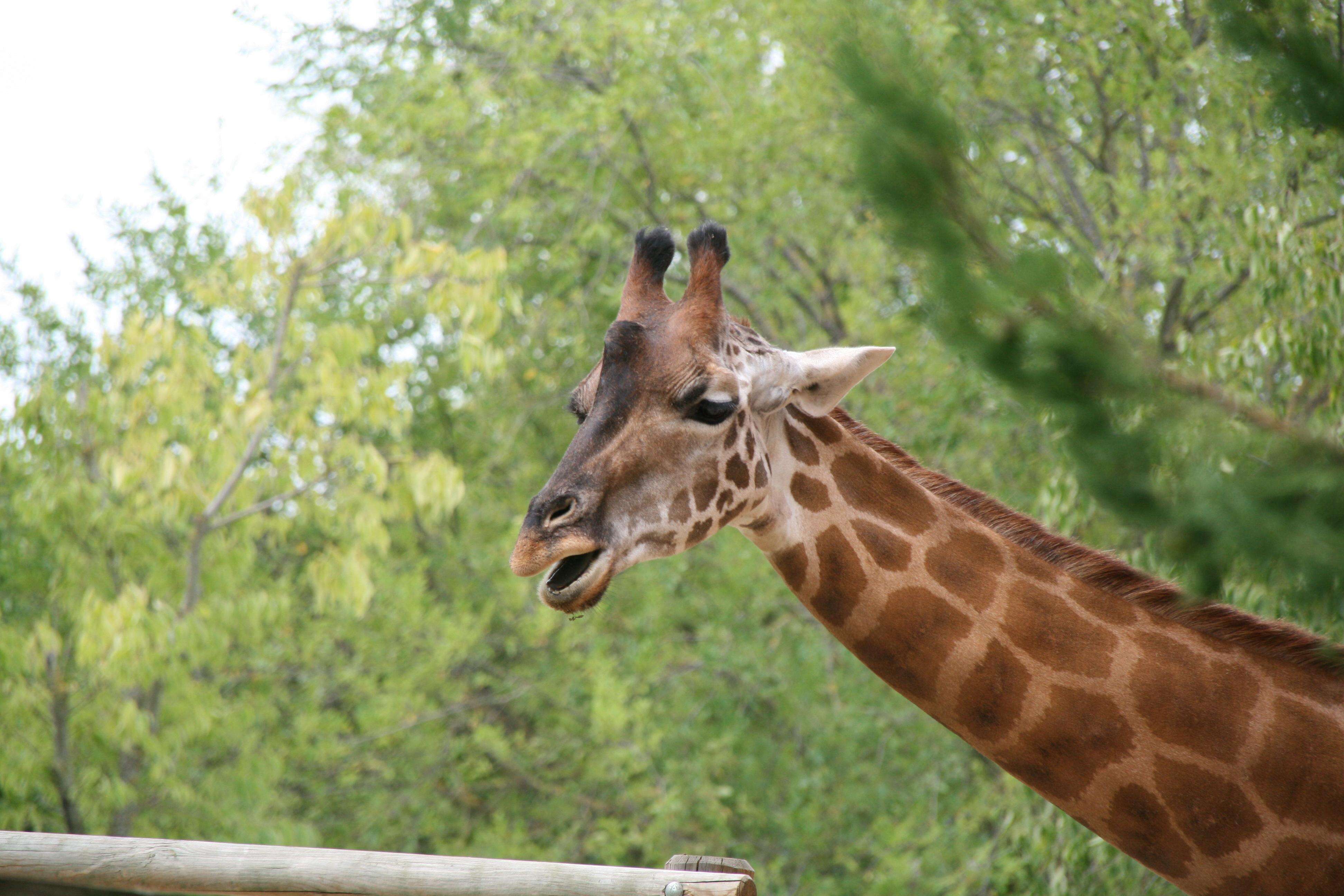 Plancia ëd Giraffa camelopardalis (Linnaeus 1758)