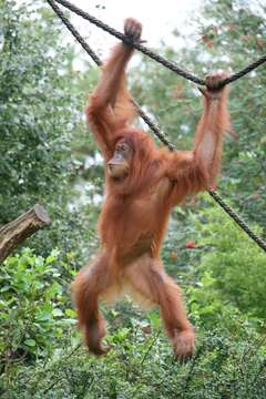 Image of Sumatran orangutan