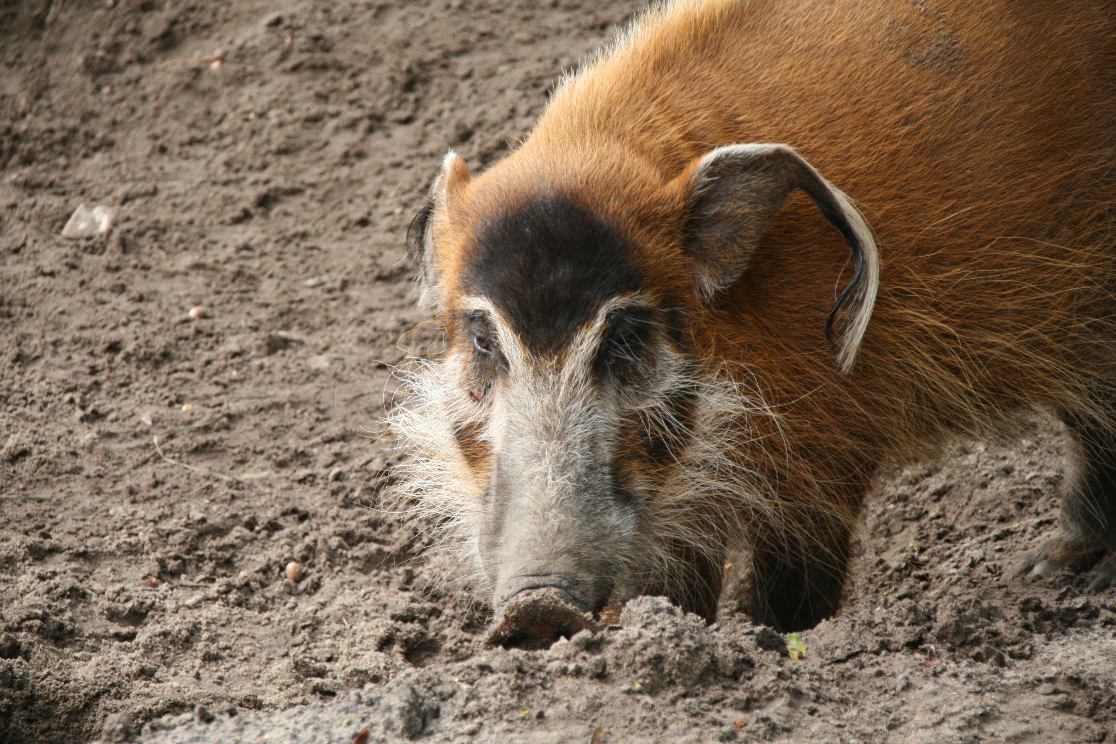 Image of African Bush Pig