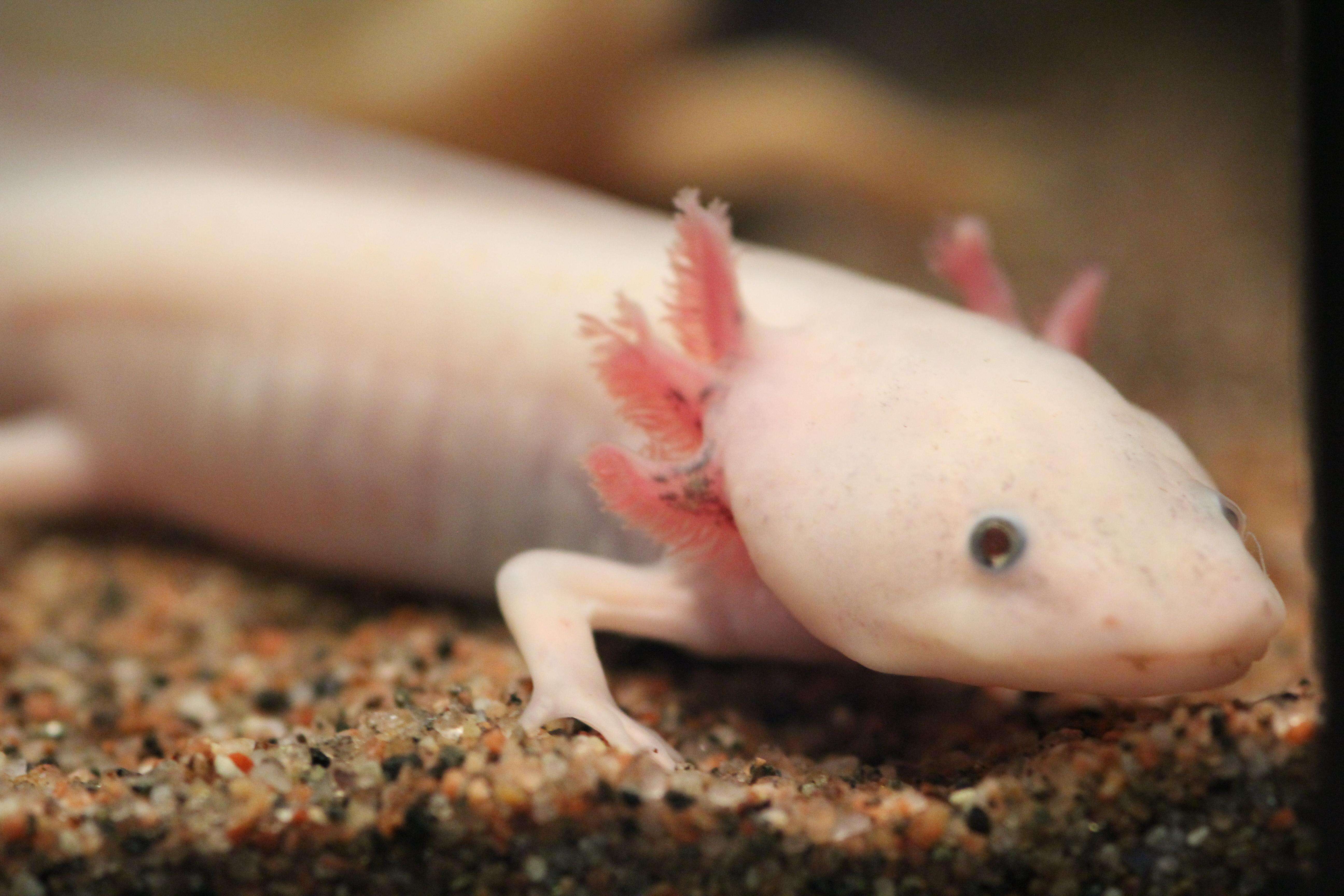 Image of Axolotl